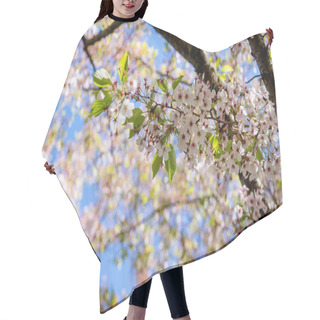 Personality  Beautiful Blossoming Cherry Tree Branches Against Blue Sky At Sunny Day, Selective Focus Hair Cutting Cape
