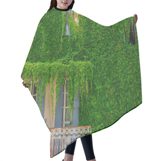 Personality  Wall Is Full Of Vegetation Green Color. Plant Lush Green Colors. Green Wall, Eco Friendly Vertical Garden. Old Wall With Ivy As Background. Vintage Window With Blue Shutter. Hair Cutting Cape