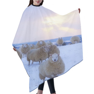 Personality  Sheep, Wicklow Mountains Hair Cutting Cape