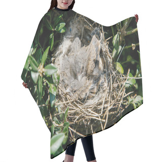 Personality  Small Bird In The Nest. Small Sparrows In Their Woven Nest On A Green Tree Or Bush Hair Cutting Cape