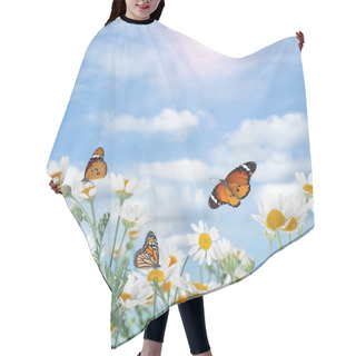 Personality  Beautiful Chamomile Flowers Outdoors On Sunny Day. Springtime  Hair Cutting Cape