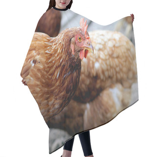 Personality  Hens Feed On The Traditional Rural Barnyard At Sunny Day. Detail Hair Cutting Cape