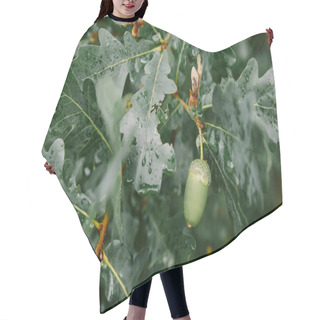 Personality  Green Acorn And Oak Leaves On Tree Hair Cutting Cape