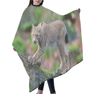 Personality  Wild Cat Eurasian Lynx Hair Cutting Cape