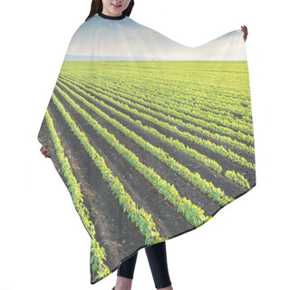 Personality  Soybean Field  Hair Cutting Cape