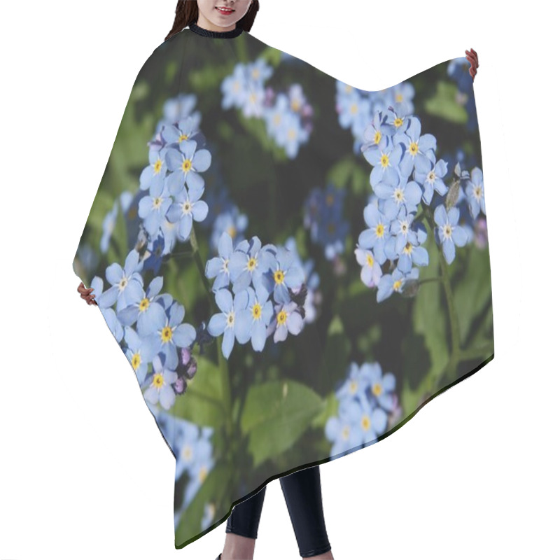 Personality  Blue Flowers Of Forget-me-not Plant At Spring Hair Cutting Cape