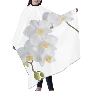 Personality  White Orchid Isolated On White. Hair Cutting Cape