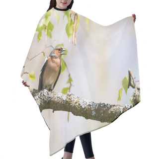 Personality  Common Chaffinch Bird Sitting On A Tree Hair Cutting Cape