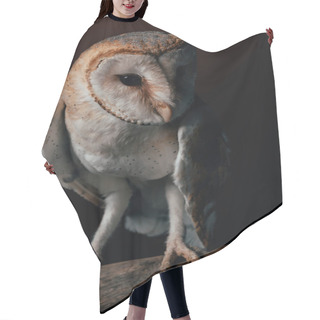 Personality  Cute Wild Barn Owl On Wooden Branch On Dark Background Hair Cutting Cape