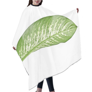 Personality  Dieffenbachia Leaf (dumb Cane), Green Leaves Containing White Spots And Flecks, Tropical Foliage Isolated On White Background, With Clipping Path Hair Cutting Cape