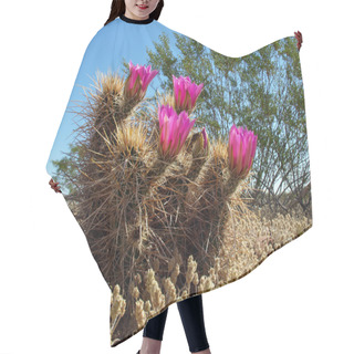 Personality  A Hedge Hog Cactus Native To Arizona In Spring Flower. Hair Cutting Cape