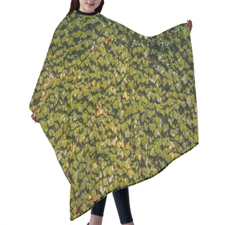 Personality  Full Frame Of Green Ivy Leaves Background Hair Cutting Cape
