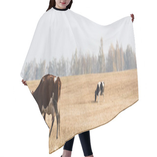 Personality  Horizontal Image Of Cows Walking In Field Against Grey Sky  Hair Cutting Cape