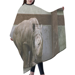 Personality  Front View Of Endangered White Rhino Standing At Zoo  Hair Cutting Cape