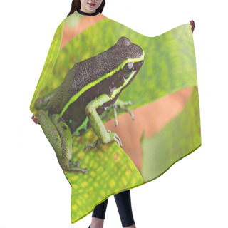 Personality  Striped Poison Dart Frog Hair Cutting Cape