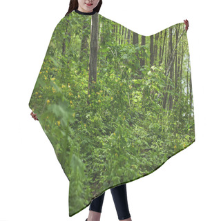 Personality  Green Plants, Trees And Grass In Summer Forest Hair Cutting Cape