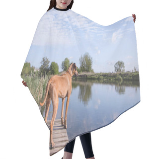 Personality  Vizsla Red Cute Dog Playing Outdoors In Daytime  Hair Cutting Cape