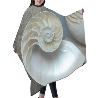 Personality  Stock Photograph Of A Half Shell Nautilus Pompilius Hair Cutting Cape