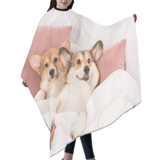 Personality  Pembroke Welsh Corgi Dogs Lying In Bed With White Cups At Home Hair Cutting Cape
