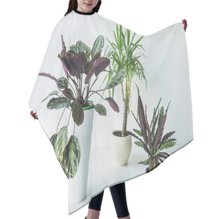 Personality  Calathea Plants And Palm In Pots Isolated On Grey Background Hair Cutting Cape