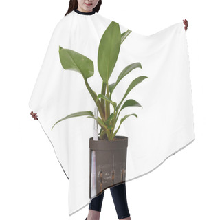 Personality  Side View Of Small Tropical  'Philodendron Imperial Green' Houseplant In Hydroponics Flower Pot Isolated On White Background Hair Cutting Cape