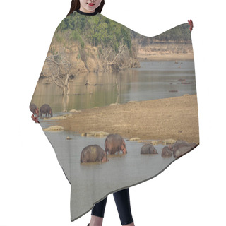 Personality  Spectacular Scene Of River Full Of Hippos And Crocodiles Hair Cutting Cape