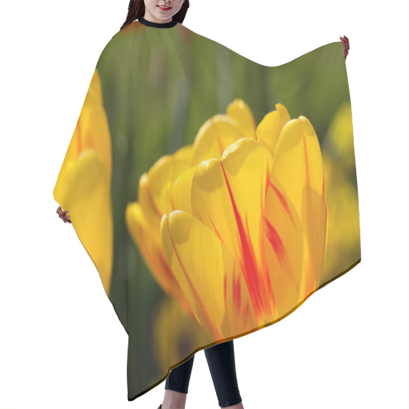 Personality  Yellow Tulip closeup hair cutting cape