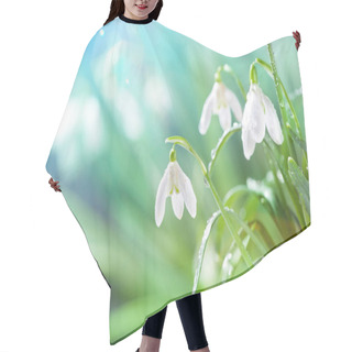Personality  First Spring Snowdrops Flowers With Water Drops In Gadern Hair Cutting Cape