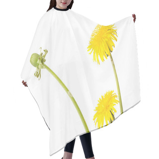 Personality  Dandelion On White Hair Cutting Cape