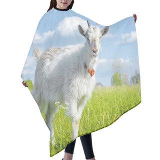 Personality  Goat On A Meadow Hair Cutting Cape