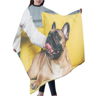 Personality  Cropped View Of Woman Touching Cute French Bulldog Lying On Yellow Sofa   Hair Cutting Cape