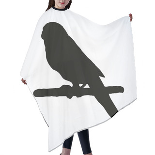 Personality  Budgerigar. Vector Drawing Hair Cutting Cape