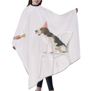 Personality  Cropped View Of Woman Holding Sweet Cupcake Near Beagle Dog Sitting On Chair On Grey Background Hair Cutting Cape