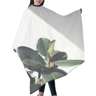 Personality  Ficus Plant With Sunlight Hair Cutting Cape
