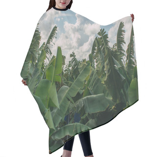 Personality  Green Palm Leaves Against Sky With White Clouds  Hair Cutting Cape
