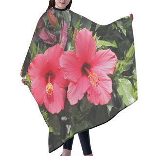 Personality  Rose-mallow, Hibiscus Rosa-sinensis, Shoe Flower, China Rose Hair Cutting Cape