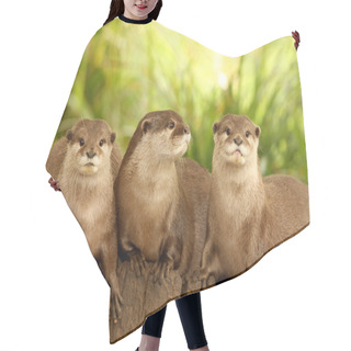 Personality  European Otters Hair Cutting Cape