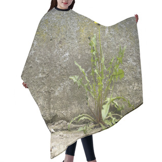 Personality  Dandelion With Flower, Growht Of Concrete Hair Cutting Cape