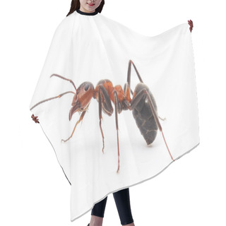 Personality  Isolated Red Ant Hair Cutting Cape