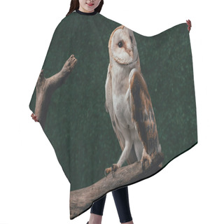 Personality  Cute Wild Barn Owl On Wooden Branch On Dark Background Hair Cutting Cape