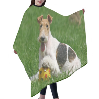 Personality  Wired Fox Terrier And A Ball Hair Cutting Cape