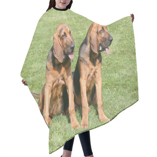 Personality  The Portrait Of Pair Of Bloodhound Dogs Hair Cutting Cape