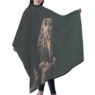 Personality  Wild Owl Sitting In Dark On Wooden Branch Isolated On Black Hair Cutting Cape
