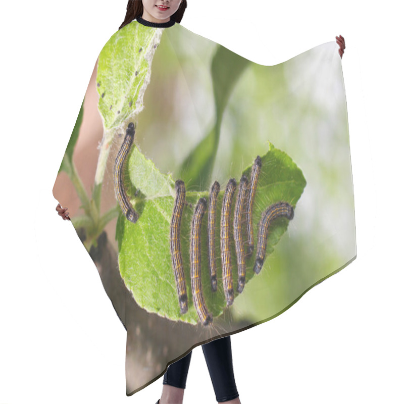 Personality  Group Of Caterpillars On A Leaf Of Apple Tree Hair Cutting Cape