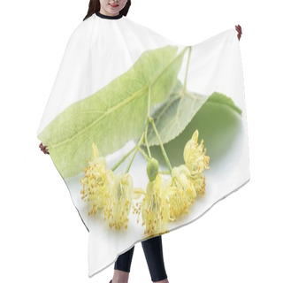 Personality  Lime Flowers And Leaves On White Background. Hair Cutting Cape