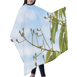 Personality  Cloves On Tree Hair Cutting Cape