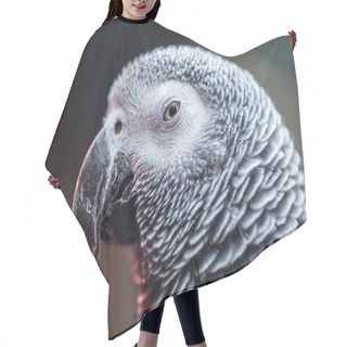 Personality  Close Up View Of Vivid Grey Fluffy Parrot Looking At Camera Hair Cutting Cape