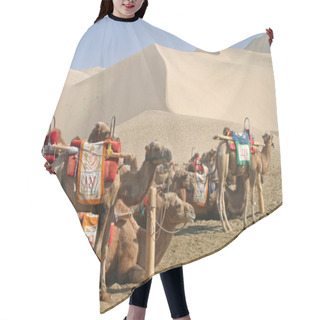 Personality  Camel In Mingsha Shan (Echo Sand Mountain) In Dunhuang, China Hair Cutting Cape