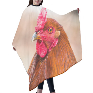 Personality  Funny Or Humorous Close Up Head Portrait Of A Male Chicken Or Rooster With Beautiful Orange Feathers Bright Red Comb And Wattle With A Blurred Bokeh Background. Hair Cutting Cape