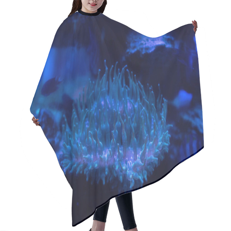 Personality  coral under water in aquarium with blue lighting hair cutting cape